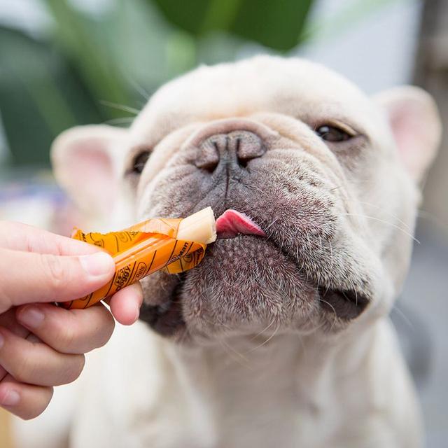 狗吃洋葱会有什么影响(狗不能吃的食物有哪些?为什么不能吃?)