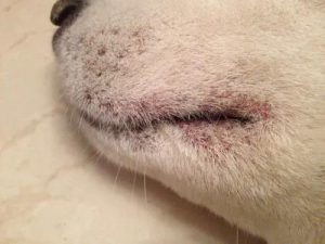 狗狗嘴巴发红螨虫怎么治疗图片（狗狗常见的皮肤病有哪几种）