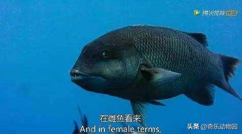 隆头鱼雌性变雄性的原因（隆头鱼繁殖方式有哪些）