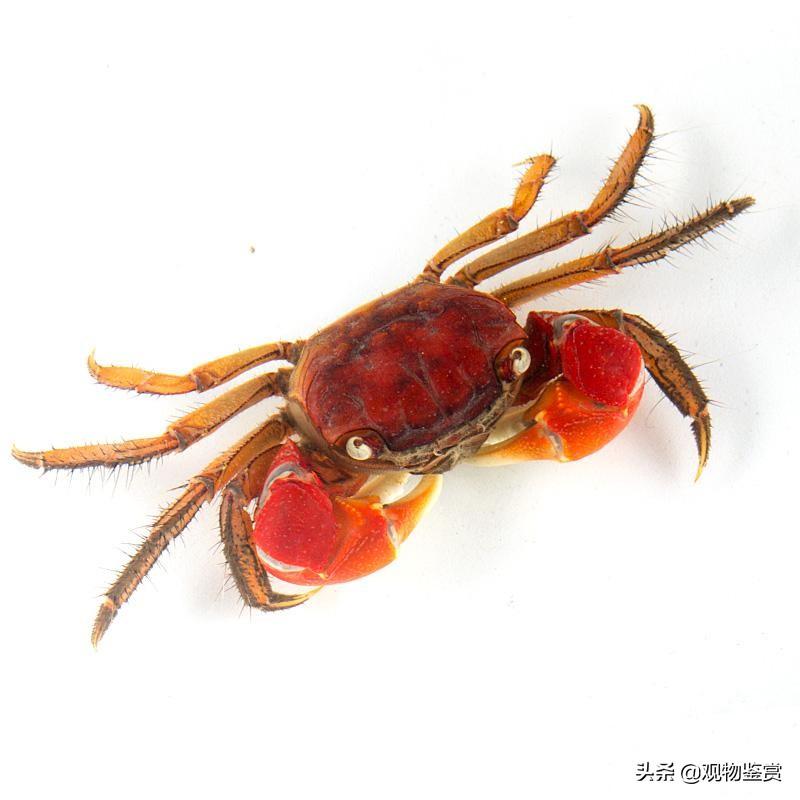 南海溪蟹怎么养出状态(观赏蟹的养殖方法和注意事项)