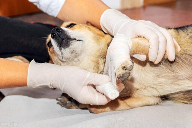 犬瘟和细小的区别和怎么治疗(幼犬三大传染疾病有哪些症状)