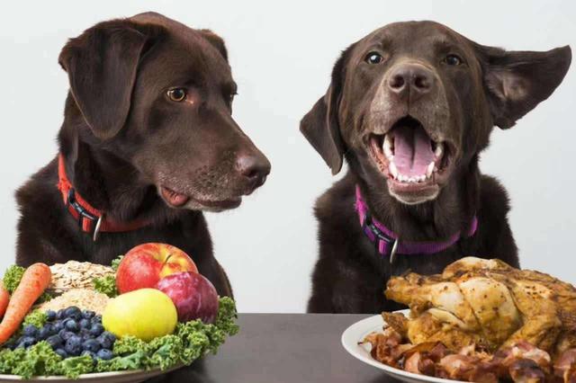 狗吃洋葱会有什么影响(狗不能吃的食物有哪些?为什么不能吃?)