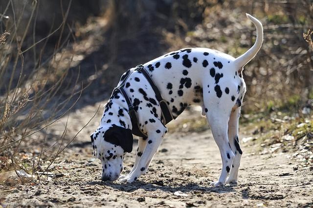 黑白斑点狗是什么品种(斑点狗为什么被禁养,五大原因)