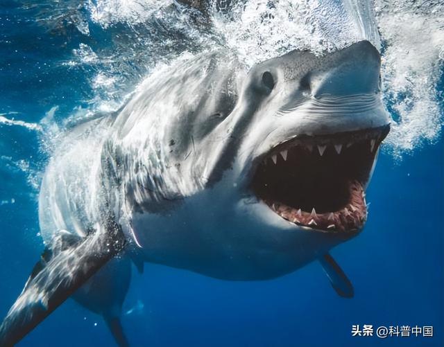 地球史上最强杀手――巨齿shayu（鲨鱼的特点和生活特征）