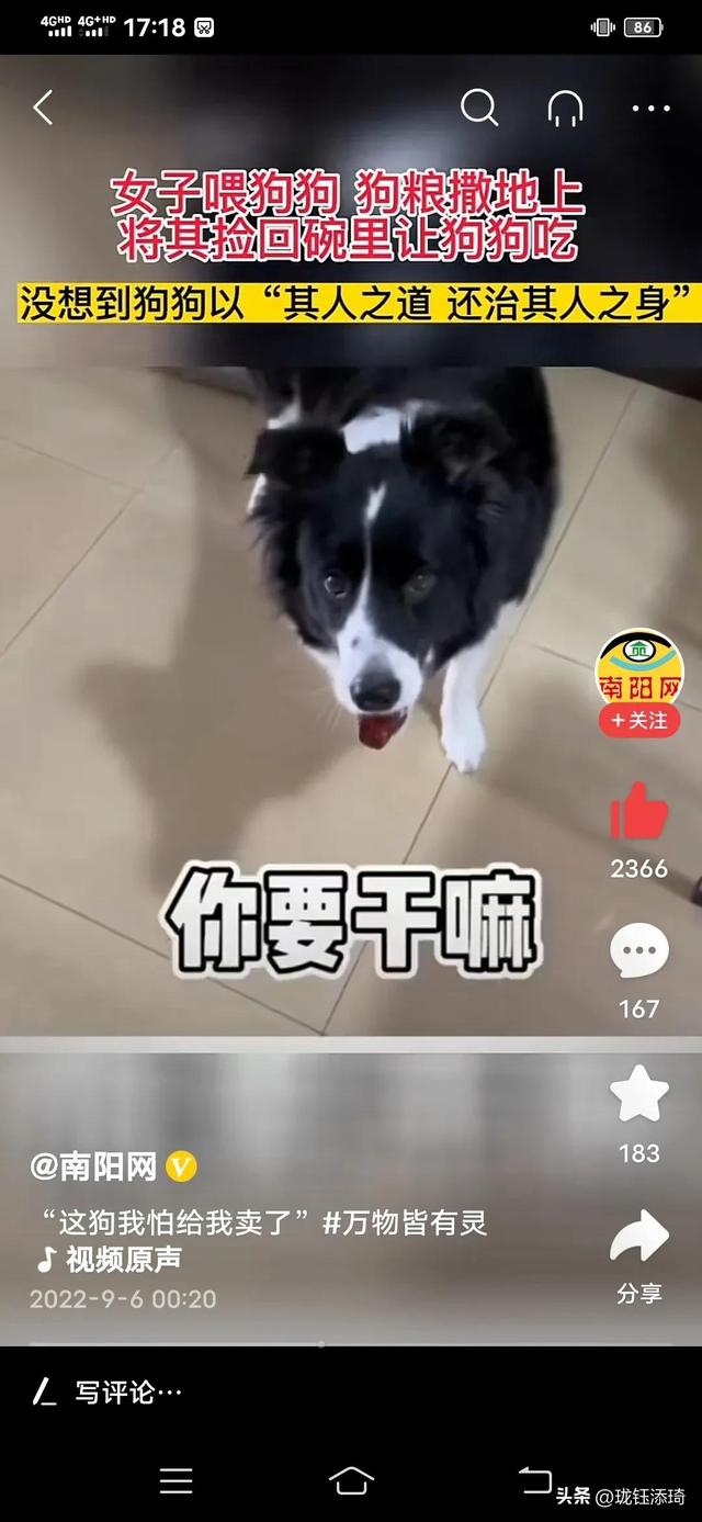 狗狗能不能吃红枣?（边牧把主人教育了会怎么样）