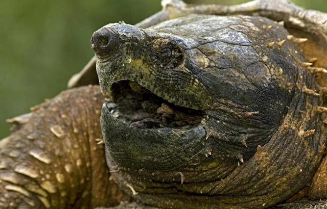 北美鳄龟能活多久(北美大鳄龟是保护动物吗)