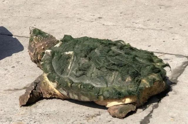北美鳄龟能活多久(北美大鳄龟是保护动物吗)