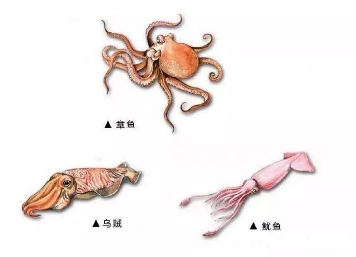 章鱼和八爪鱼有什么区别图片(鱿鱼章鱼墨鱼八爪鱼都有啥区别)