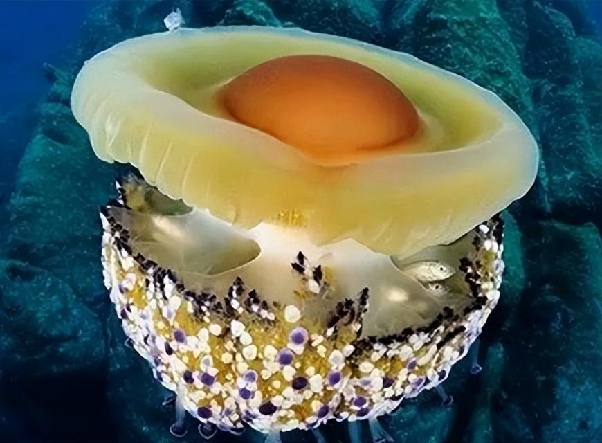 蛋黄水母怎么养才能活（蛋黄水母的特点是什么）