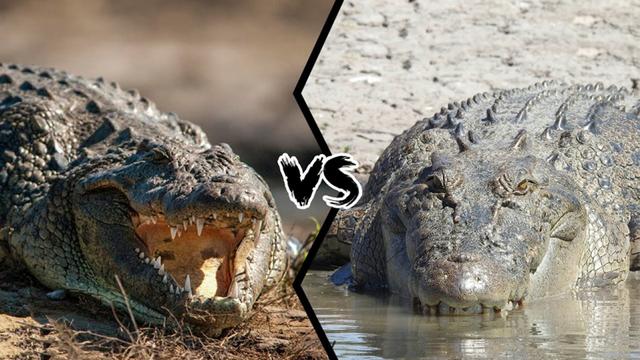 菲律宾最大的鳄鱼是什么品种（尼罗鳄vs湾鳄谁更厉害一些）