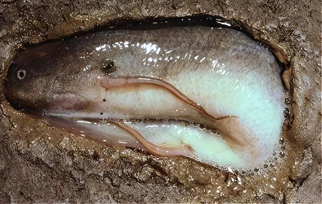 澳洲肺鱼与非洲肺鱼的区别是什么（澳洲肺鱼是什么鱼种类）