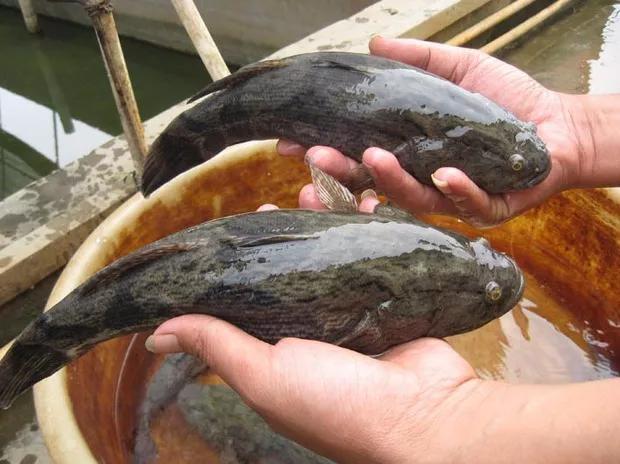 白鳝鱼的功效与作用及营养（受保护的野生鱼类和普通鱼的区别在哪里）