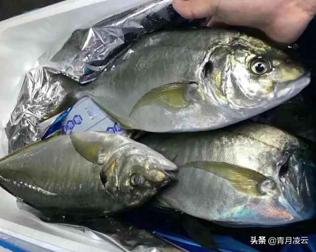 银鼓鱼多少钱一斤市场价格（常见海产品和平均售价的关系）