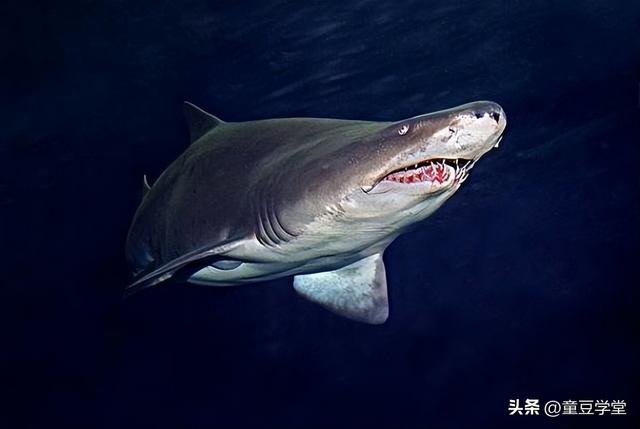最厉害的鲨鱼品种排名图片（虎鲨和大白鲨哪个更厉害）