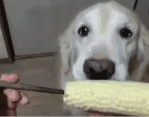 狗狗吃玉米把玉米棒子吃了,要紧不（最能补充狗营养的东西有哪些）