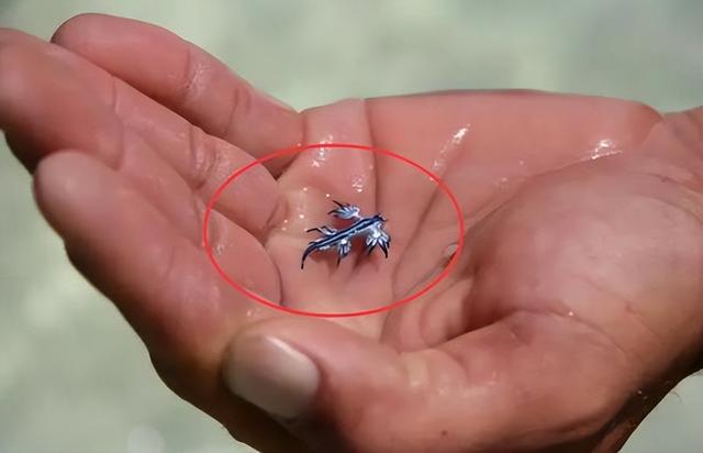 大西洋海神海蛞蝓有毒吗图片（大西洋海神海蛞蝓吃什么食物）