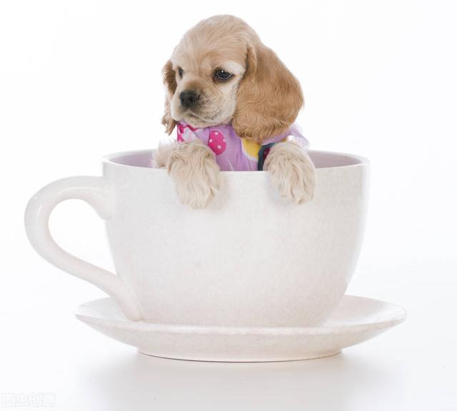 茶杯犬的照片可爱照片（茶杯犬背后的残忍真相是什么）