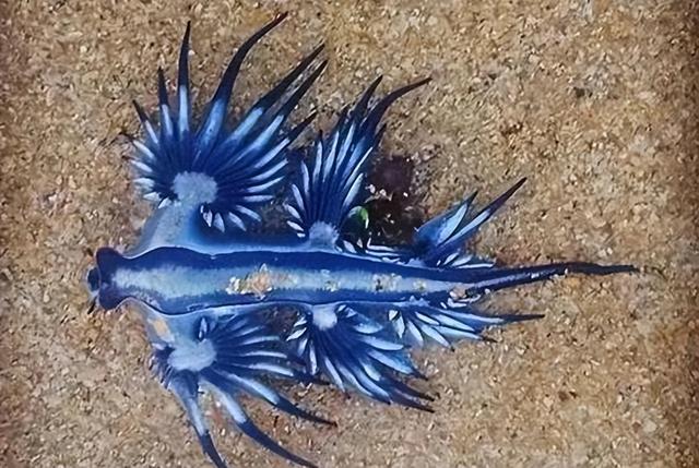 大西洋海神海蛞蝓有毒吗图片（大西洋海神海蛞蝓吃什么食物）