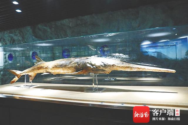 达氏鳇鱼是保护动物吗（国内外的鱼标本有哪些品种）