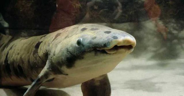 澳洲肺鱼与非洲肺鱼的区别是什么（澳洲肺鱼是什么鱼种类）