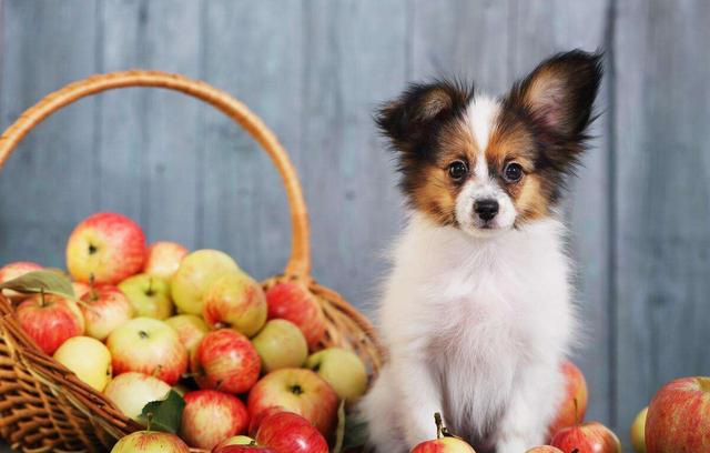 狗狗能吃猕猴桃吗（对狗狗有益的蔬菜水果有哪些）