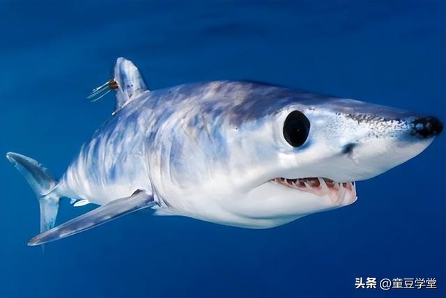 最厉害的鲨鱼品种排名图片（虎鲨和大白鲨哪个更厉害）