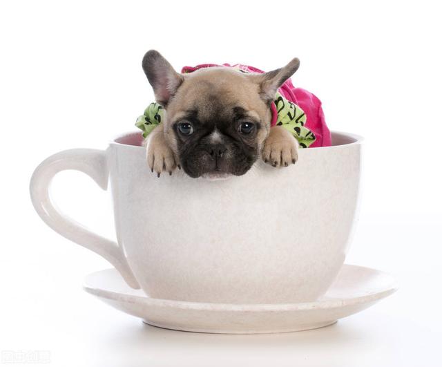 茶杯犬的照片可爱照片（茶杯犬背后的残忍真相是什么）