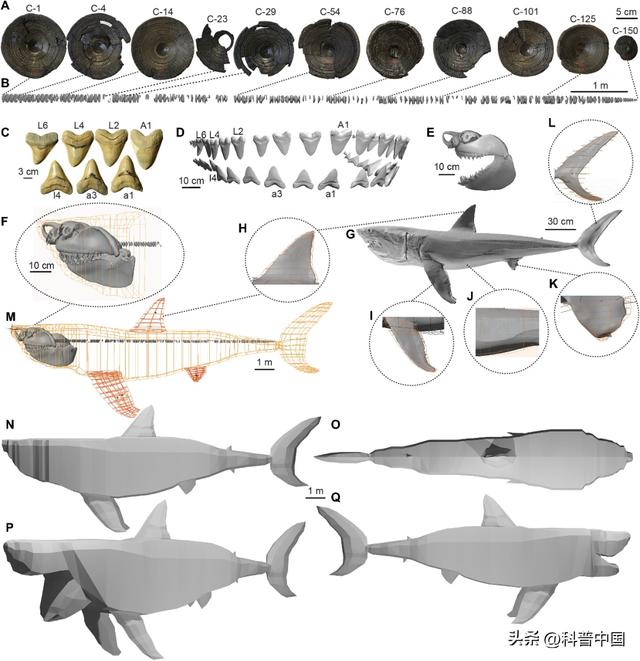 地球史上最强杀手――巨齿shayu（鲨鱼的特点和生活特征）