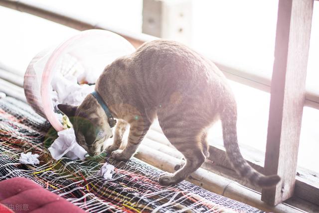 猫吃塑料袋怎么回事（猫不小心吃了塑料能拉出来吗）