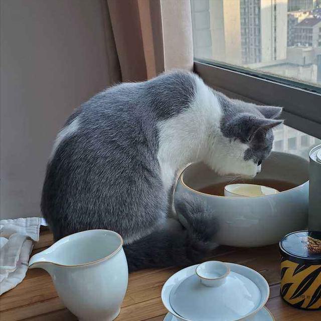猫咪平时喝什么水比较好（猫不能喝的水有哪些种类）