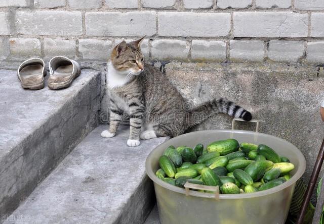 猫为什么怕黄瓜是真的吗（猫怕黄瓜科学解释）