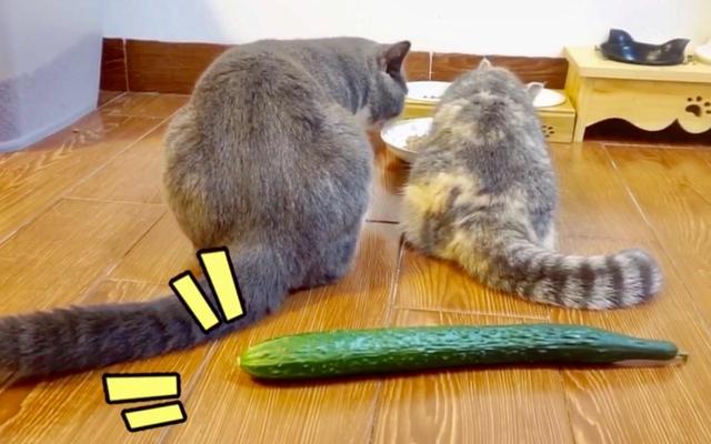 猫咪可以吃黄瓜吗?为什么，猫为什么怕黄瓜百科