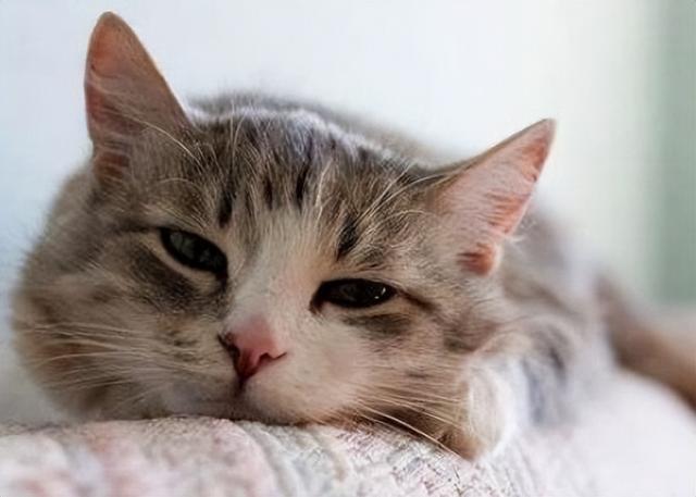 布偶猫猫鼻支和感冒的区别是什么（猫鼻支的家庭治疗方法土猫）