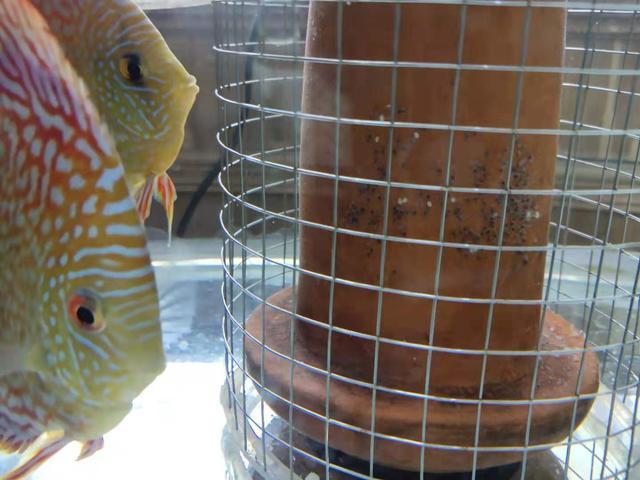 鱼缸里的鱼生了鱼籽怎么办(观赏鱼在鱼缸产卵怎么办)