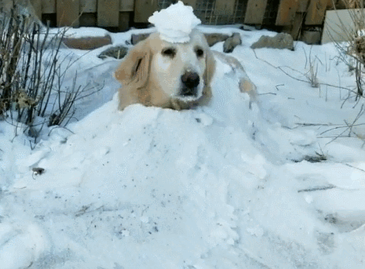 狗怕冷吗冬天养外面(最怕冷的几种狗狗排名图片)