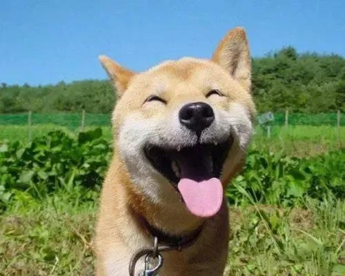 微笑犬是什么品种的狗（微笑狗为什么吓人恐怖）