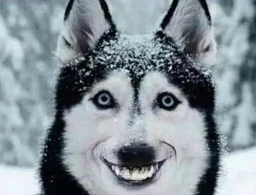 微笑犬是什么品种的狗（微笑狗为什么吓人恐怖）
