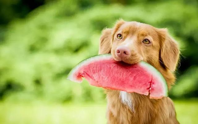 狗狗可以吃橘子吗 酸的(对狗有益的水果有哪些图片)