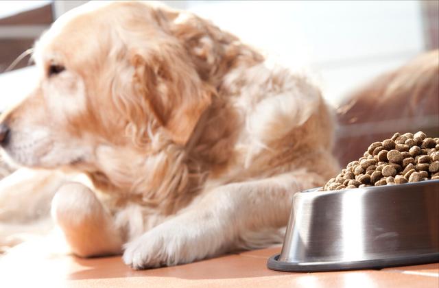 猫粮可以喂狗狗吗有营养吗(对狗危害最大的食物有哪些)