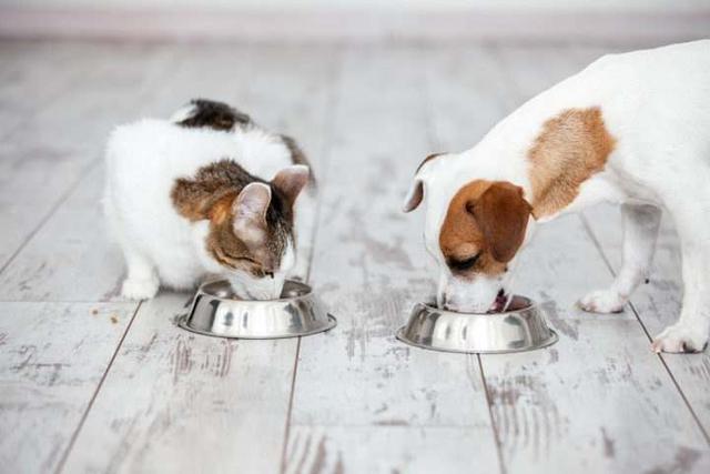 猫粮能给狗狗吃吗怎么喂(让狗痛苦的方法有哪些图片)