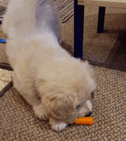 泰迪能吃黄瓜吗生的还是熟的(狗狗能吃的水果和蔬菜有哪些)