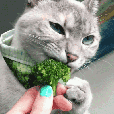 布偶猫能吃玉米粒吗?熟的(猫能吃的30种食物有哪些)
