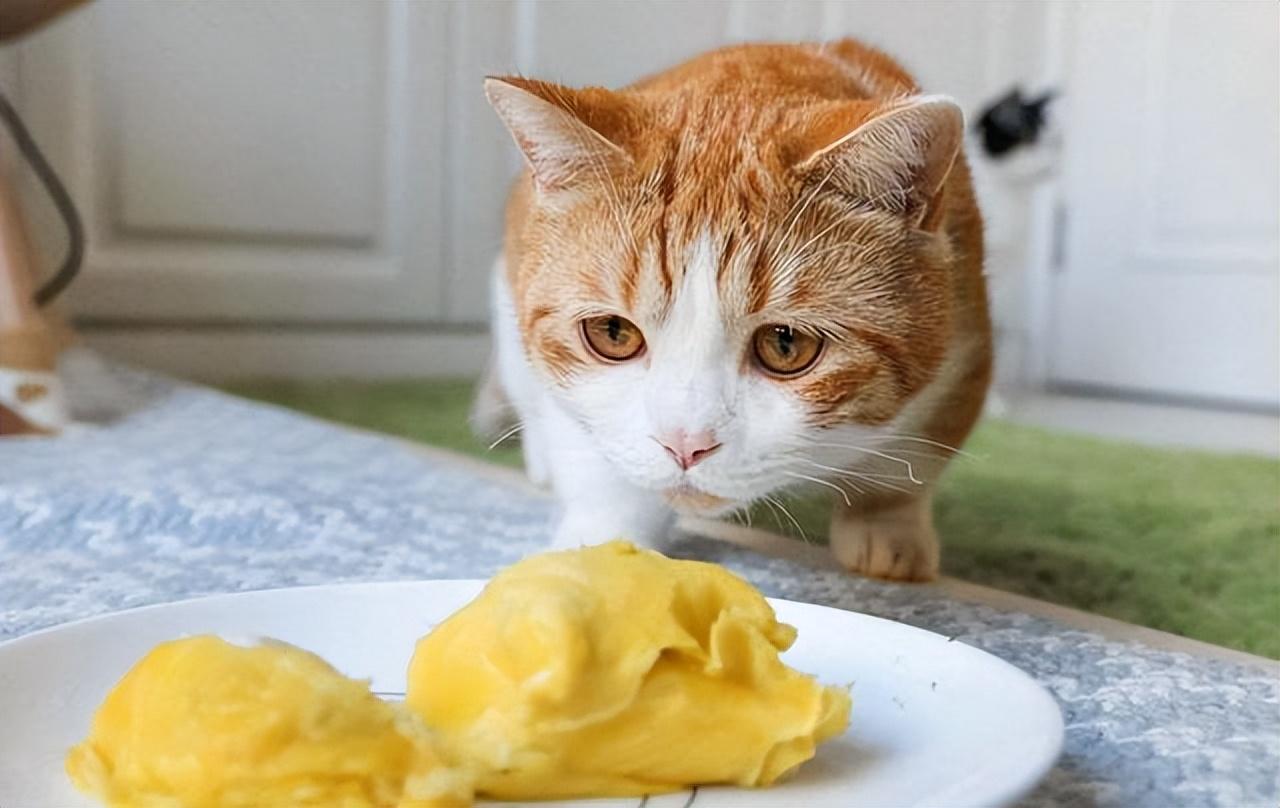 布偶猫能吃玉米粒吗?熟的(猫能吃的30种食物有哪些)