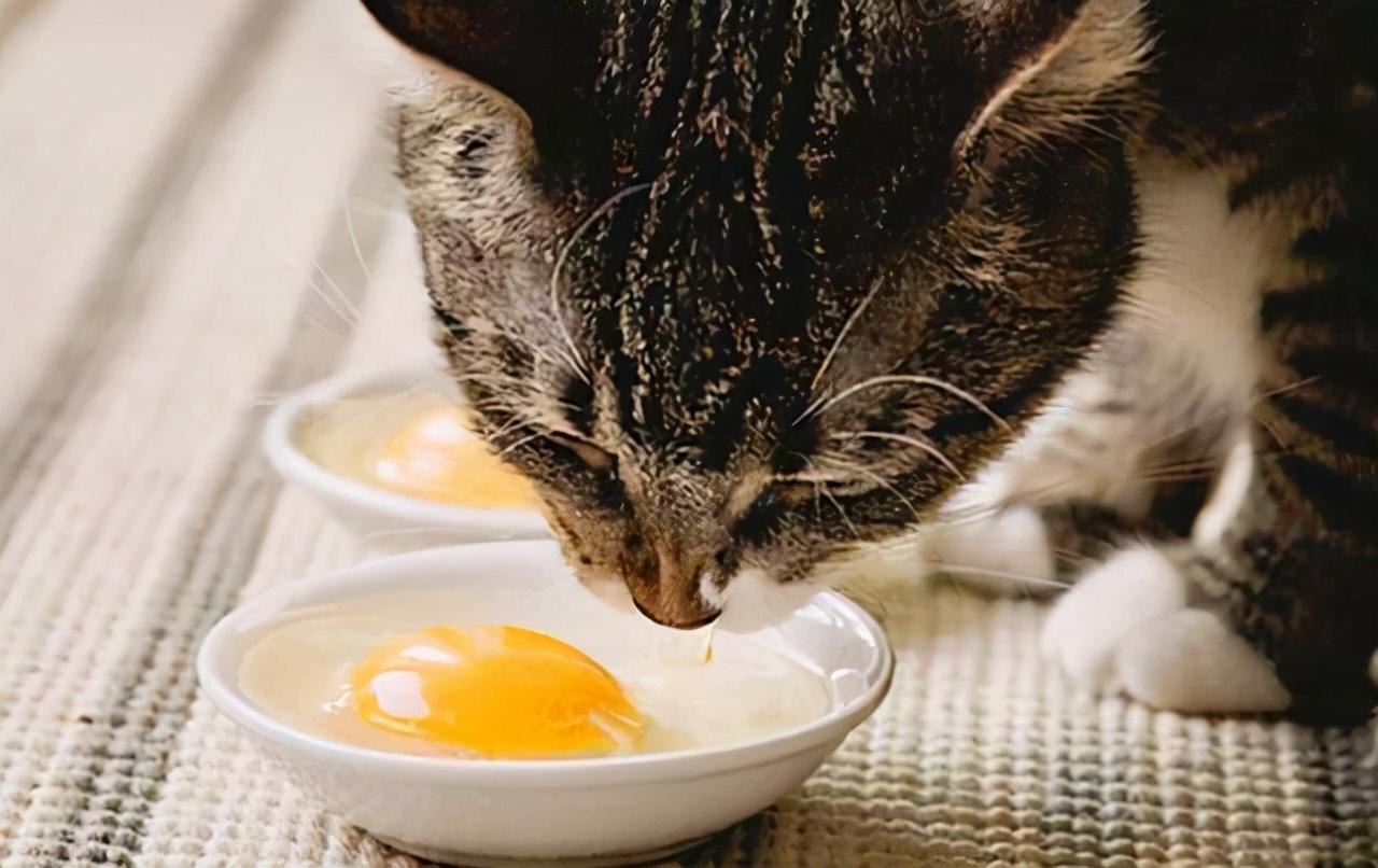 2个月小猫可以吃蛋黄吗(小猫可以吃什么人吃的东西当主食)