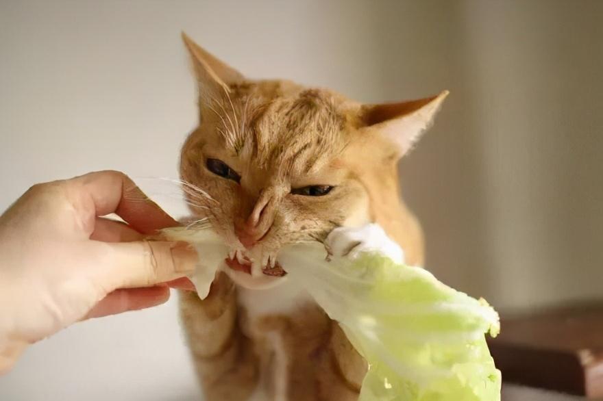 猫咪能吃牛肉吗煮熟的（两个多月的猫咪吃什么食物比较好）