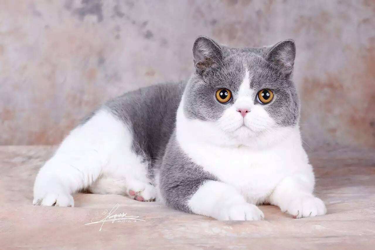 蓝白猫猫的五粉是什么意思（蓝白英短怎么看品相）