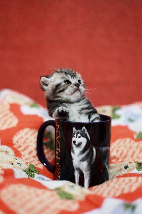 一元茶杯猫在哪里能买得到(茶杯猫寿命为什么那么短)
