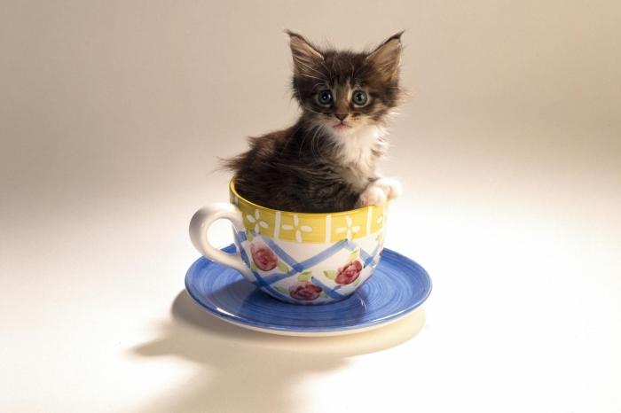 一元茶杯猫在哪里能买得到(茶杯猫寿命为什么那么短)