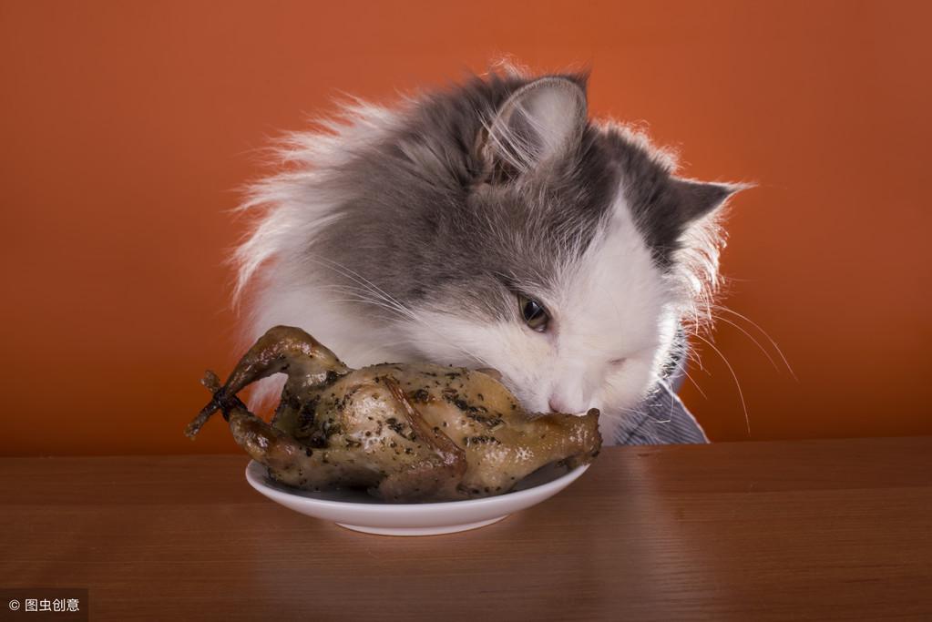 小花猫爱吃什么食物和水果(布偶猫最爱吃的5种食物有哪些)