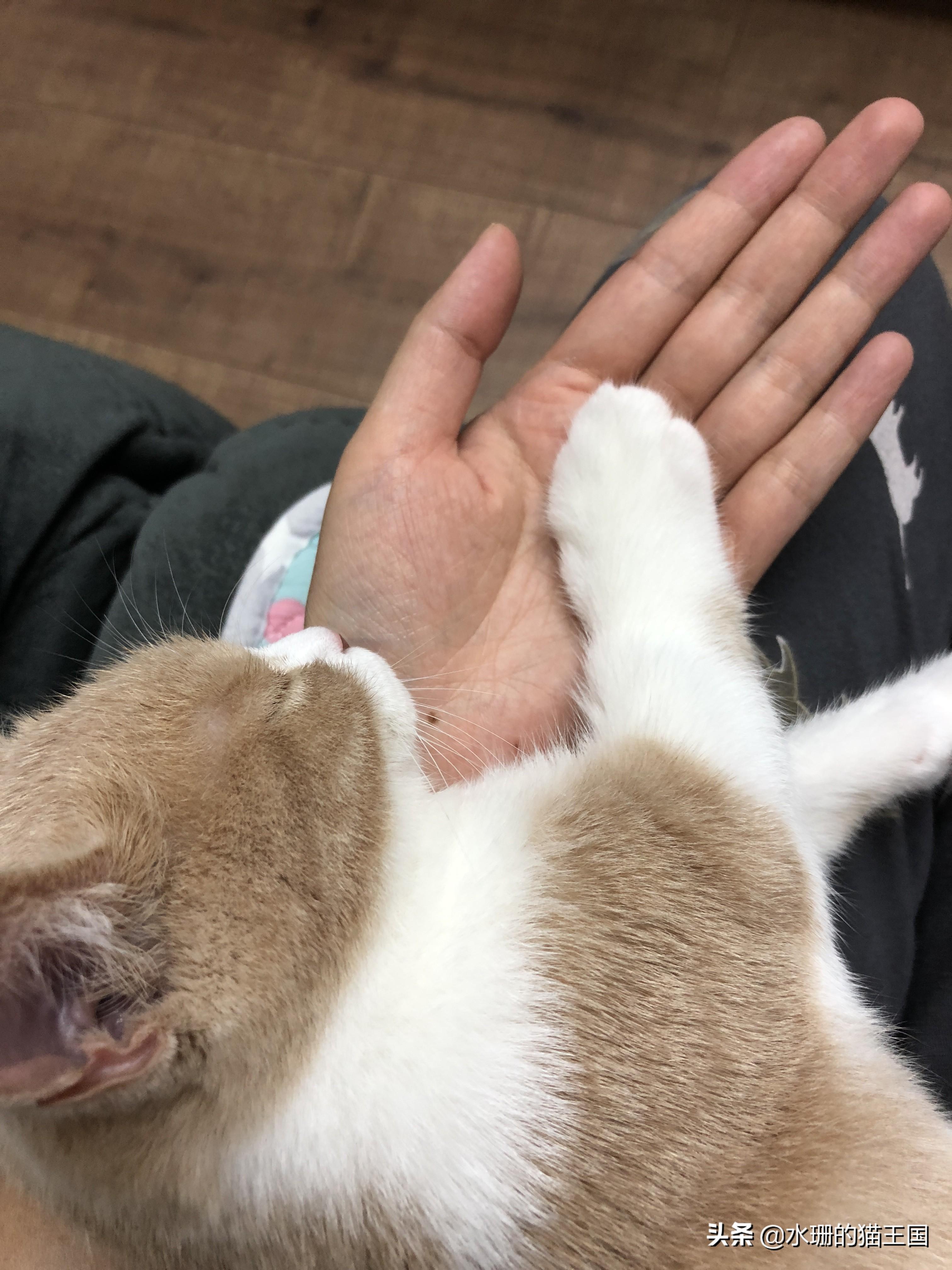 刚出生的小猫多久可以碰（刚出生的猫崽怎样护理比较好）